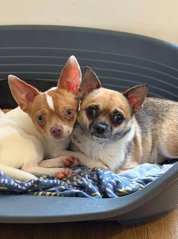 Chihuahua puppies for sale in Preston, Lancashire – 3 months old - Image 2 of 2