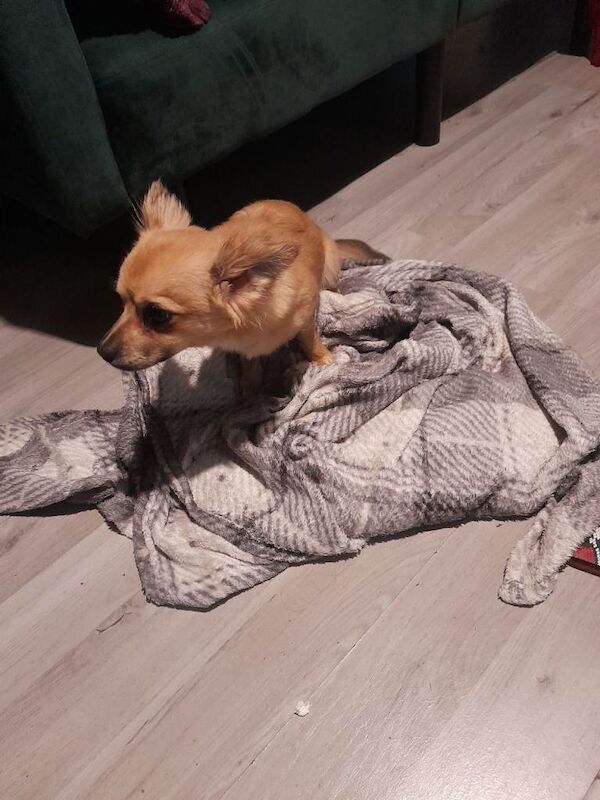 Lovely Chihuahua pup