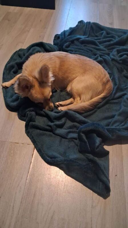 Lovely Chihuahua pup - Image 5 of 5