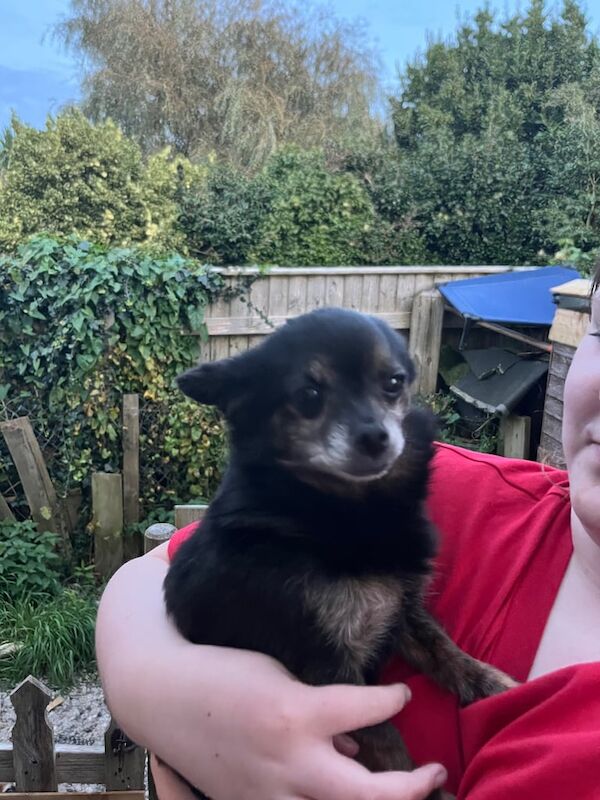 Chihuahua puppies for sale in Mevagissey, Cornwall – 4 years old