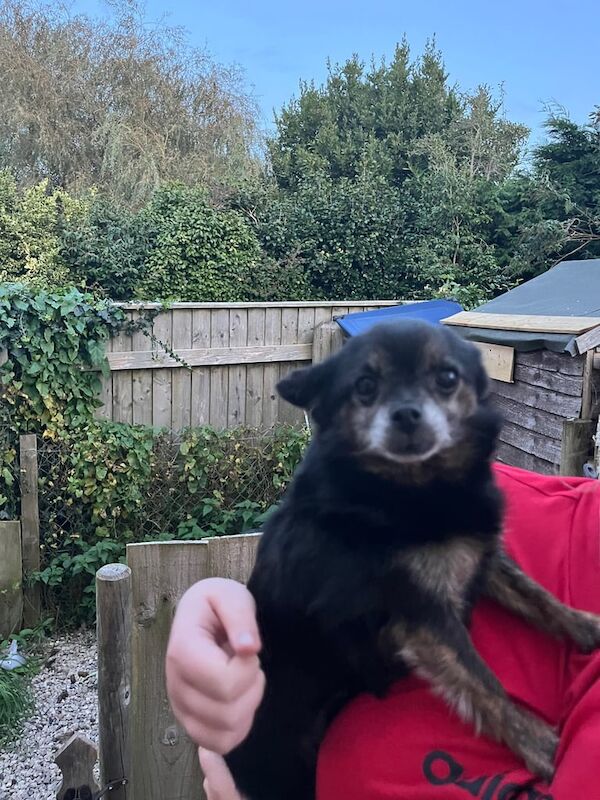 Chihuahua puppies for sale in Mevagissey, Cornwall – 4 years old - Image 2 of 3