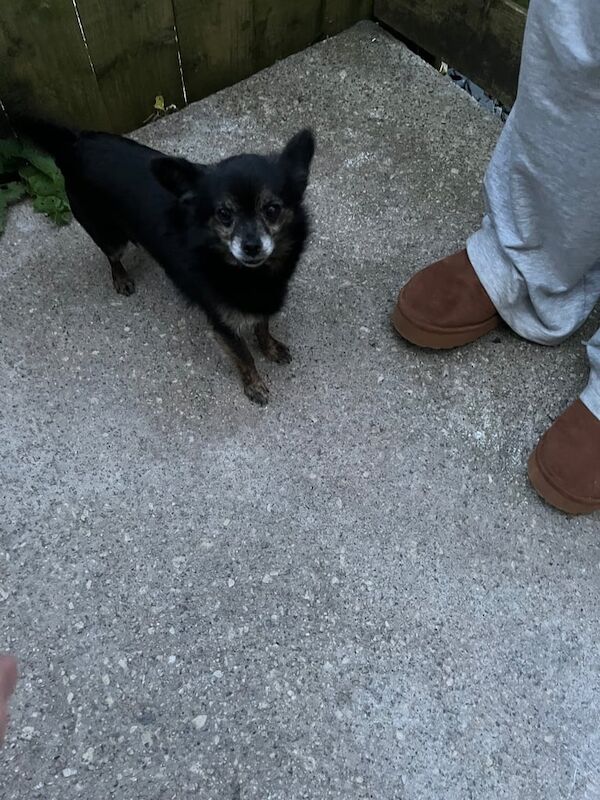 Chihuahua puppies for sale in Mevagissey, Cornwall – 4 years old - Image 3 of 3