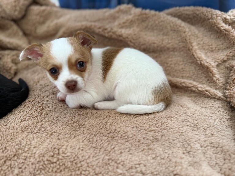 Make chihuahua puppy for sale in Gilmerton, City of Edinburgh | Image 2