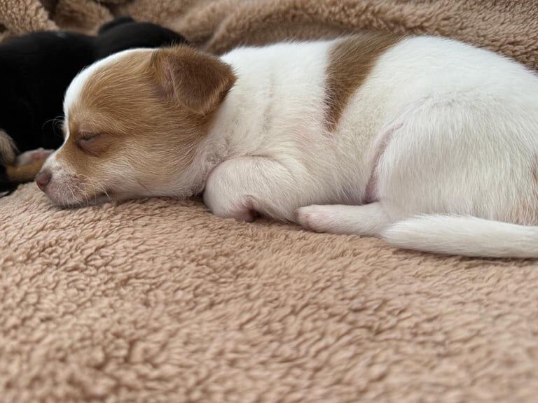 Make chihuahua puppy for sale in Gilmerton, City of Edinburgh | Image 3