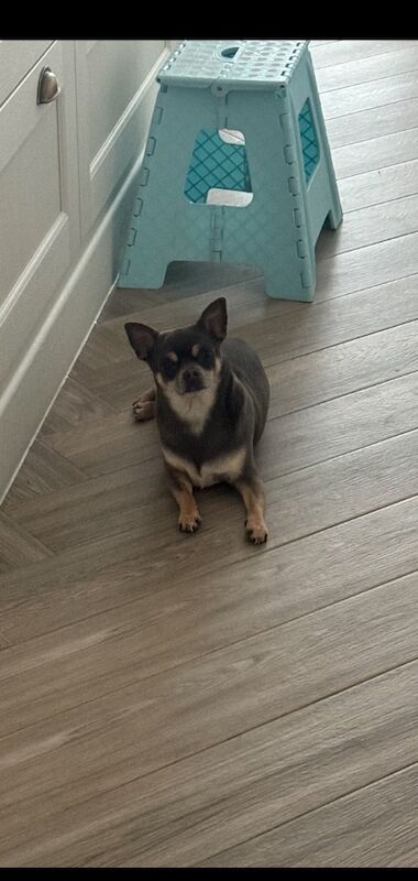 Male and female chihuahua looking for forever home for sale in Gloucester, Gloucestershire | Image 2