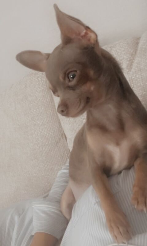 Male and female chihuahua looking for forever home for sale in Gloucester, Gloucestershire | Image 3
