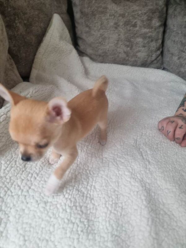 Chihuahua Puppies For Sale Under £1,000