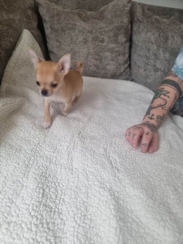 Chihuahua puppies for sale in Caerphilly / Caerffili, Gwent – 7 weeks old - Image 2 of 3