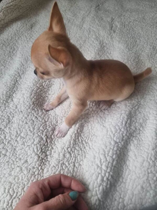 Chihuahua puppies for sale in Caerphilly / Caerffili, Gwent – 7 weeks old - Image 3 of 3