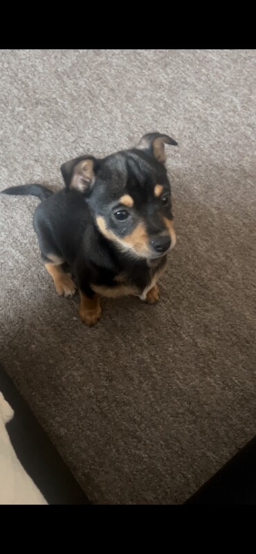 Chihuahua puppies for sale in Wisbech, Cambridgeshire – 4 months old