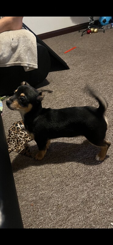 Chihuahua puppies for sale in Wisbech, Cambridgeshire – 4 months old - Image 2 of 3