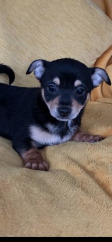 Chihuahua puppies for sale in Wisbech, Cambridgeshire – 4 months old - Image 3 of 3