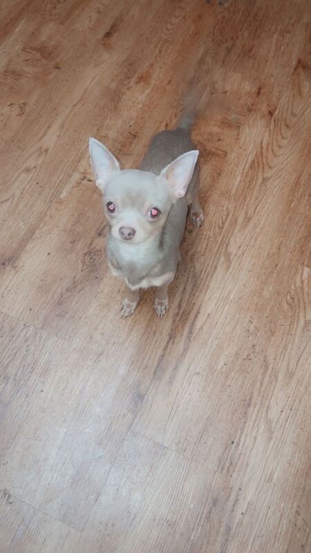 Male chihuahua