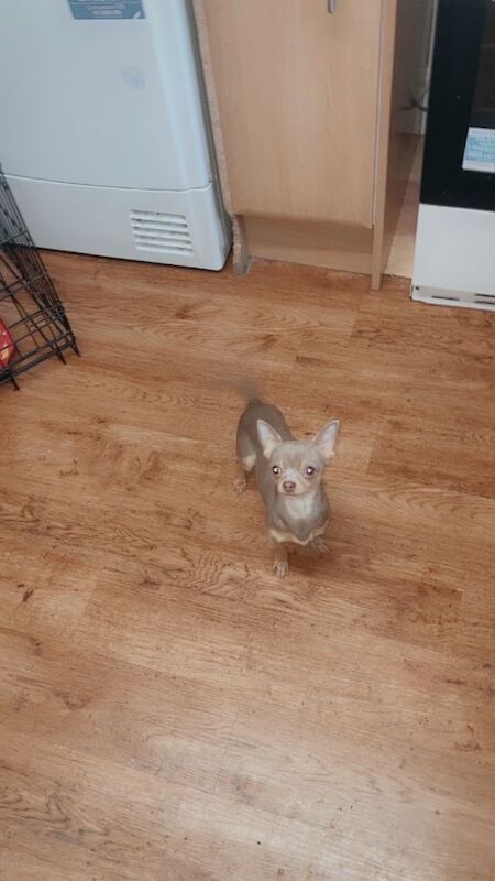 Male chihuahua - Image 2 of 2
