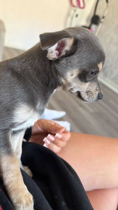 Male chihuahua pup for sale