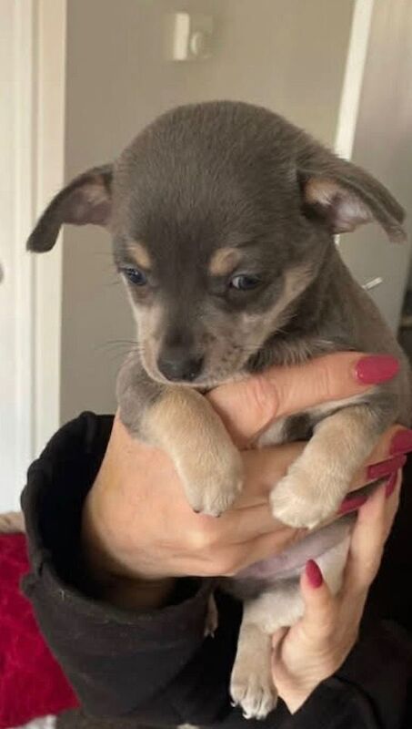 Male chihuahua pup for sale - Image 2 of 3