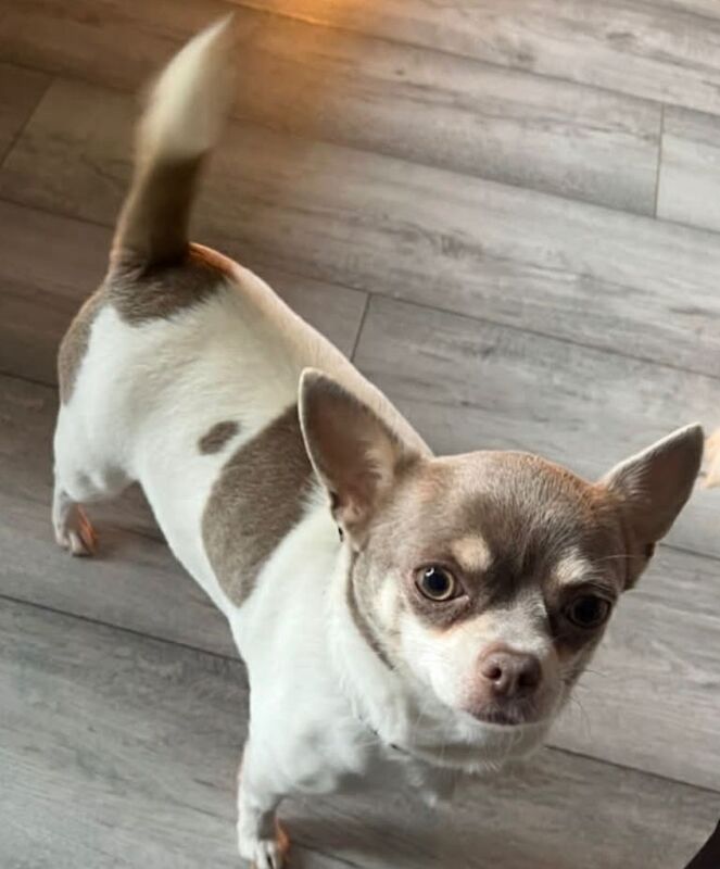 Male chihuahua pup for sale - Image 3 of 3