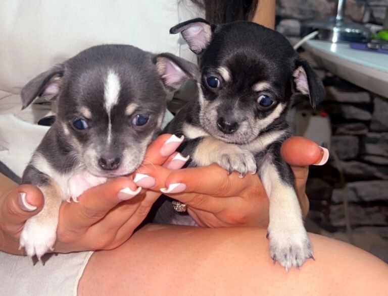 Chihuahua puppies for sale in Cookstown, County Tyrone – 6 weeks old