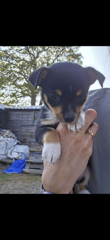 Male Chihuahua puppy for sale in Horley, Surrey