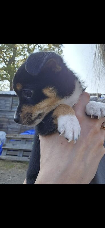 Male Chihuahua puppy for sale in Horley, Surrey | Image 2