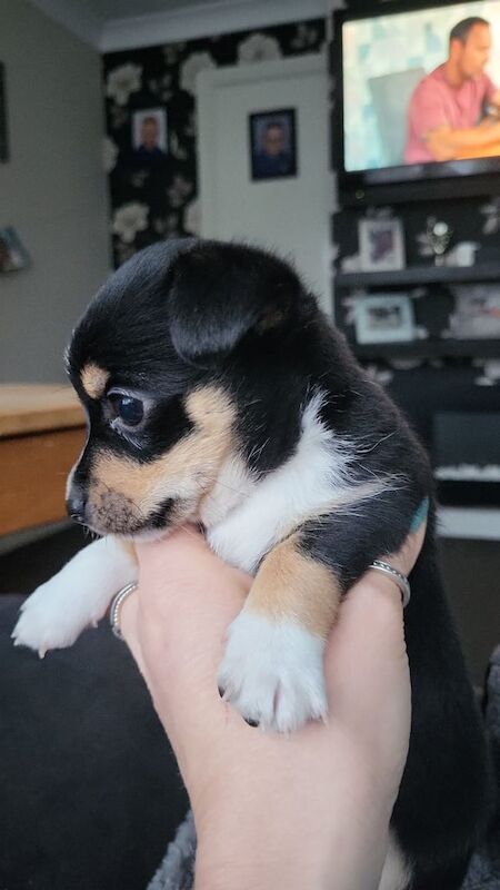 Male Chihuahua puppy for sale in Horley, Surrey | Image 3