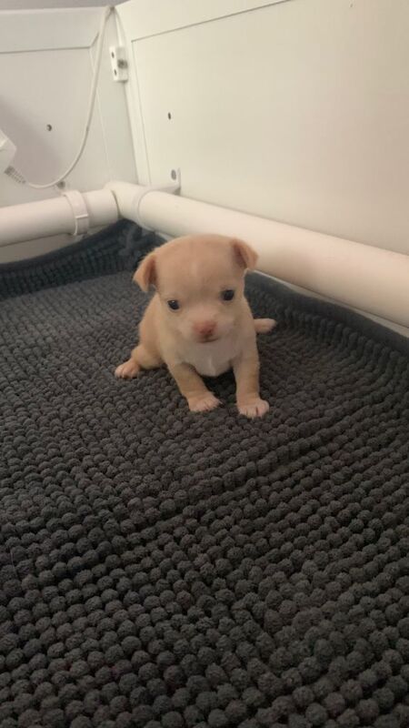 Kennel Club Registered Chihuahua Puppies For Sale