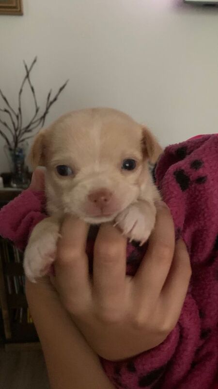Male chihuahua puppy - Image 2 of 3