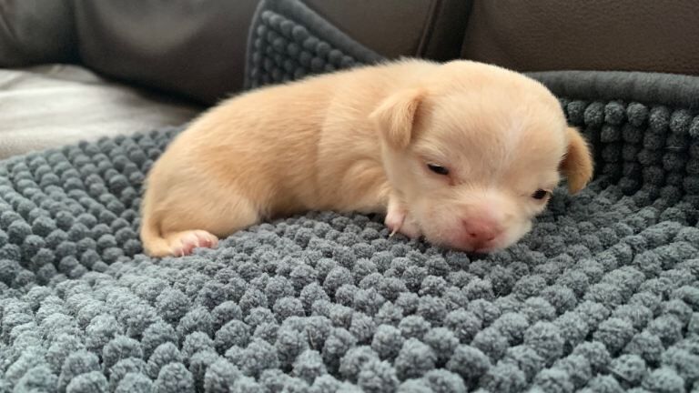 Male chihuahua puppy - Image 3 of 3
