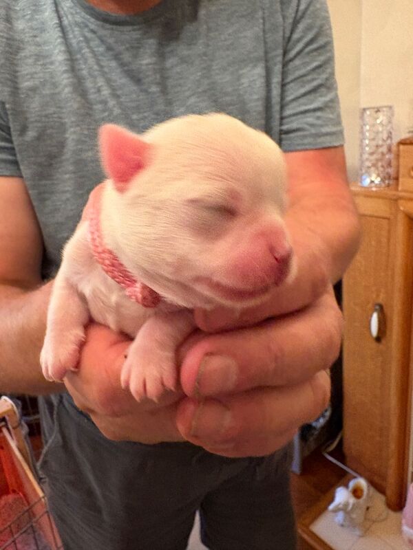 Chihuahua puppies for sale in Torquay, Devon – KC registered, 1 week old