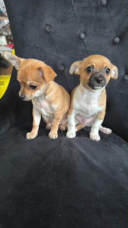 Chihuahua puppies for sale in Leigh, Manchester – 10 weeks old