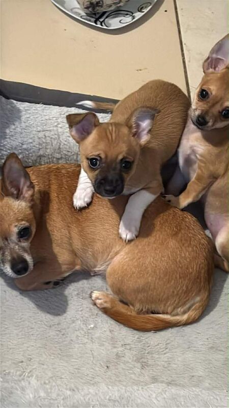 Chihuahua puppies for sale in Leigh, Manchester – 10 weeks old - Image 2 of 6