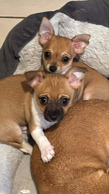 Chihuahua puppies for sale in Leigh, Manchester – 10 weeks old - Image 3 of 6