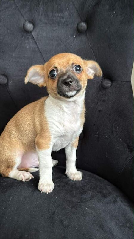 Chihuahua puppies for sale in Leigh, Manchester – 10 weeks old - Image 4 of 6