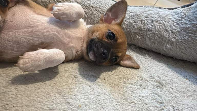 Chihuahua puppies for sale in Leigh, Manchester – 10 weeks old - Image 5 of 6