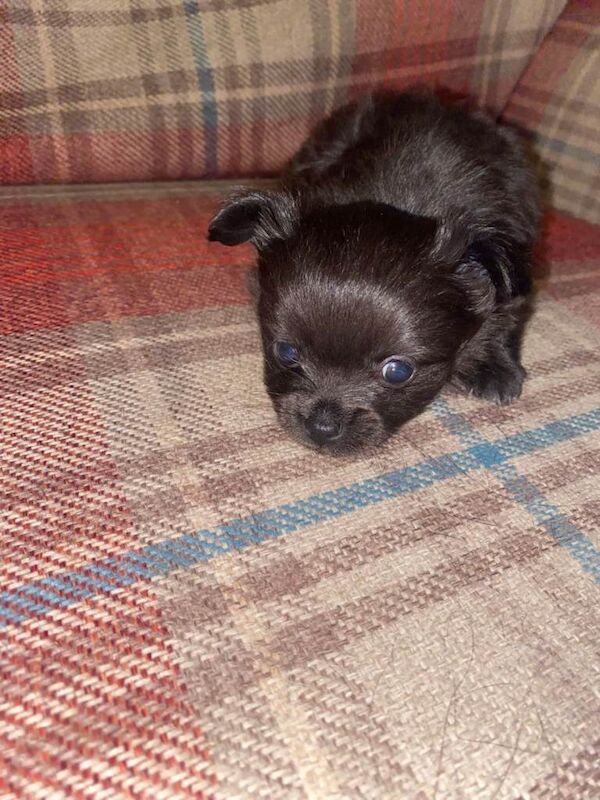 Chihuahua Puppies For Sale