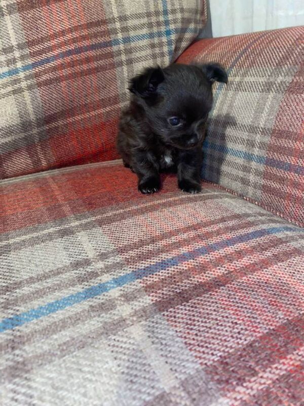 Male long haired puppy looking for his forever home - Image 2 of 5