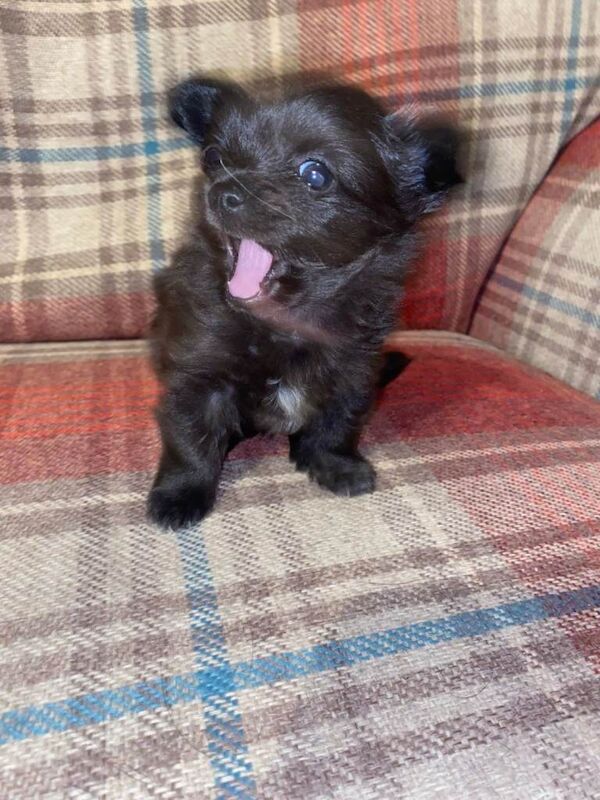 Male long haired puppy looking for his forever home - Image 3 of 5