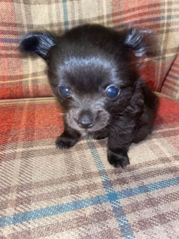 Male long haired puppy looking for his forever home - Image 4 of 5