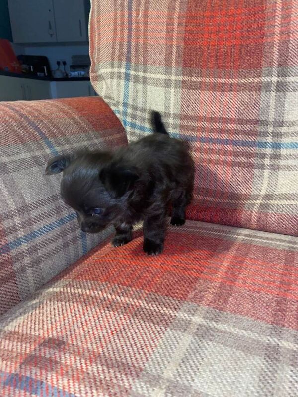Male long haired puppy looking for his forever home - Image 5 of 5