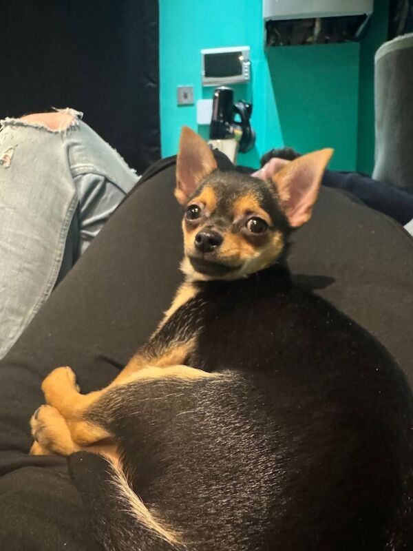 Chihuahua puppies for sale in Frizington, Cumbria – 11 weeks old