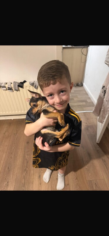 Chihuahua puppies for sale in Frizington, Cumbria – 11 weeks old - Image 2 of 3