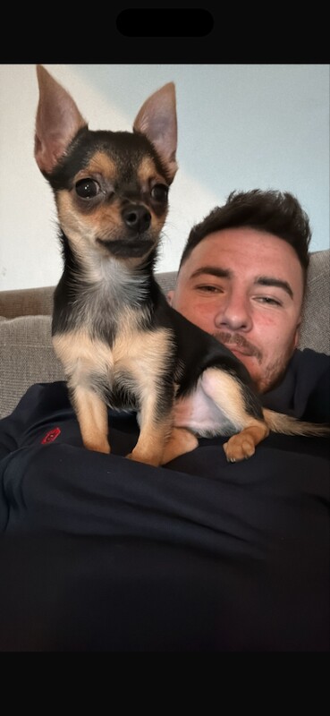 Chihuahua puppies for sale in Frizington, Cumbria – 11 weeks old - Image 3 of 3