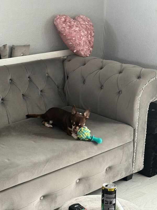 Chihuahua puppies for sale in Beckton, London – 1 year old - Image 2 of 3