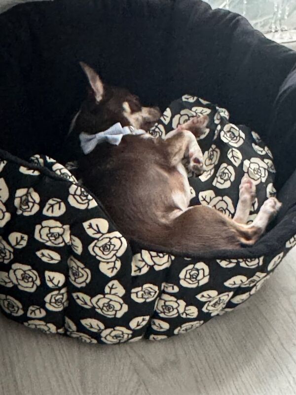 Chihuahua puppies for sale in Beckton, London – 1 year old - Image 3 of 3