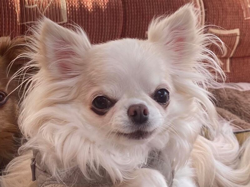 Chihuahua Dogs And Puppies For Adoption