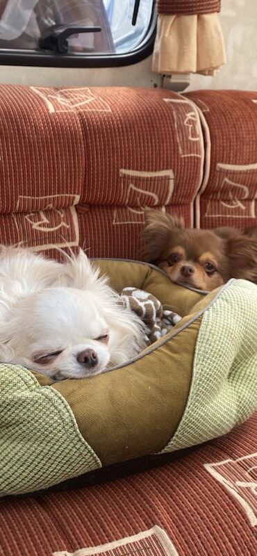 Mature lady long haired chihuahua wanted for adoption - Image 2 of 3