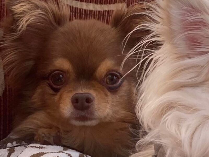 Mature lady long haired chihuahua wanted for adoption - Image 3 of 3