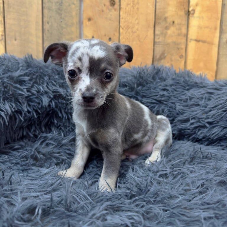 Chihuahua puppies for sale in Manchester, Greater Manchester – 11 weeks old
