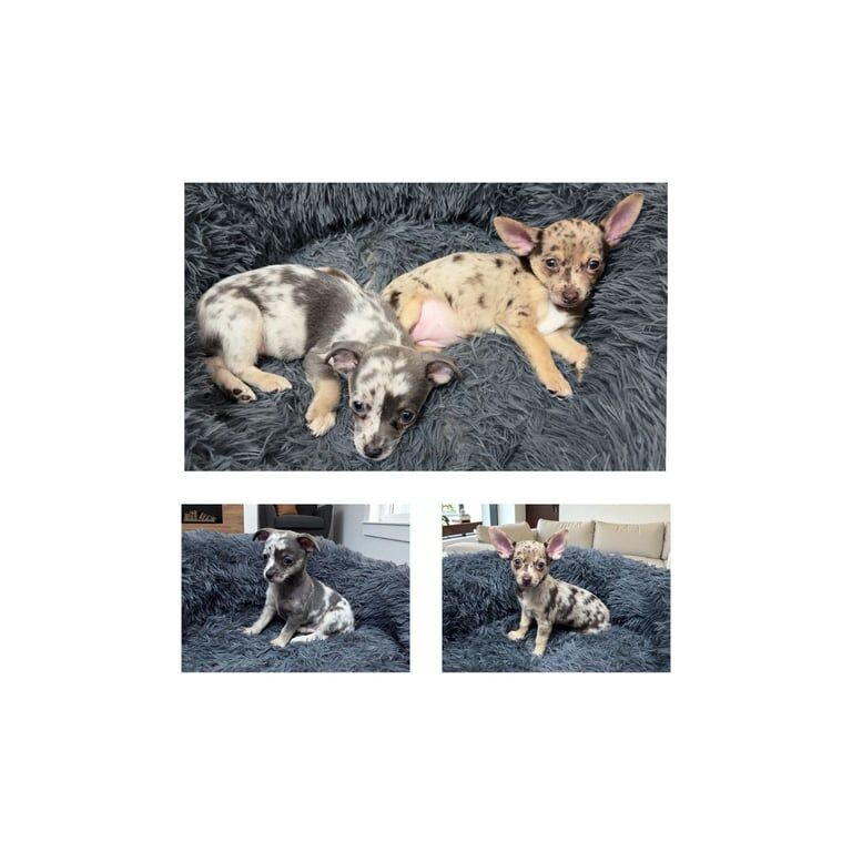 Chihuahua puppies for sale in Manchester, Greater Manchester – 11 weeks old