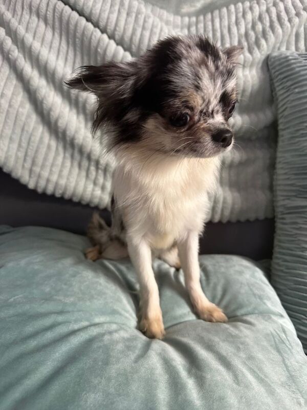 Merle chihuahuas girl and chocolate tan boy long coat